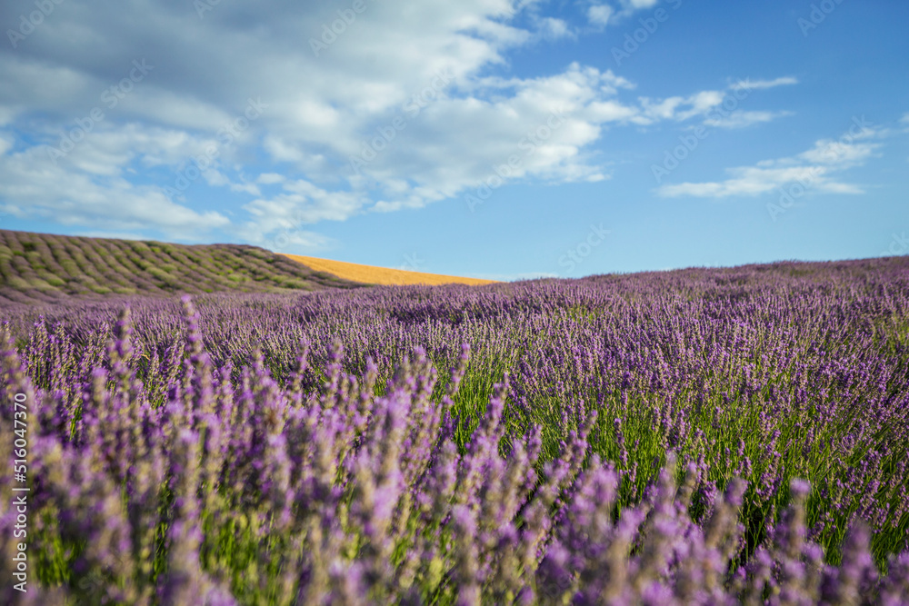 .purple lavender field and blue sky.Lavender flowers at sunset