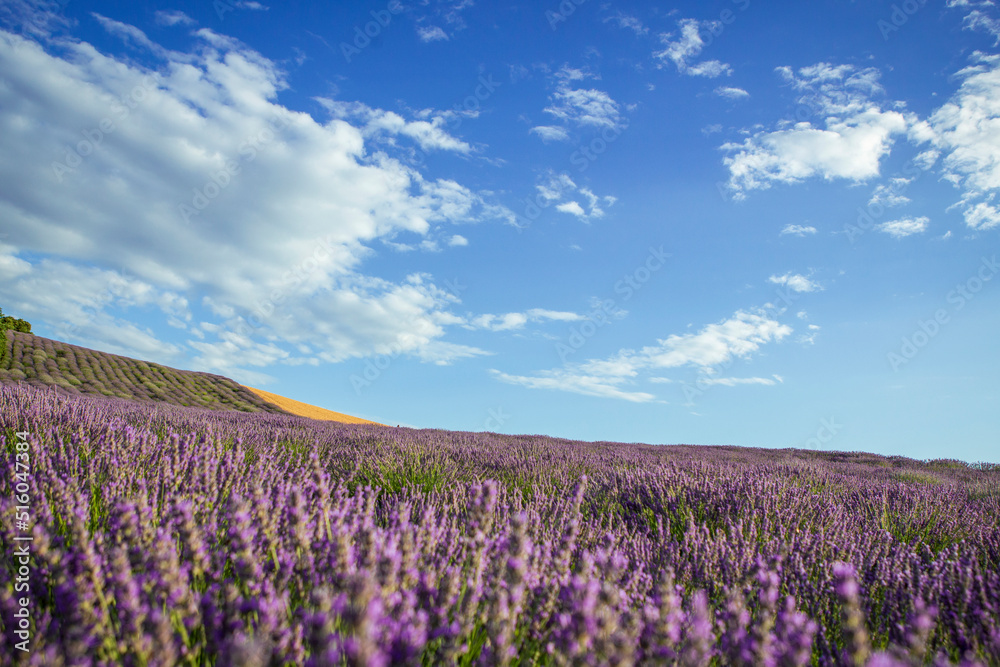 Lavender flower blooming fields in endless rows. Lavender flower blooming fields in endless rows.