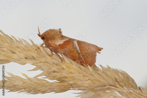 The orange swift or orange moth (Triodia sylvina) photo