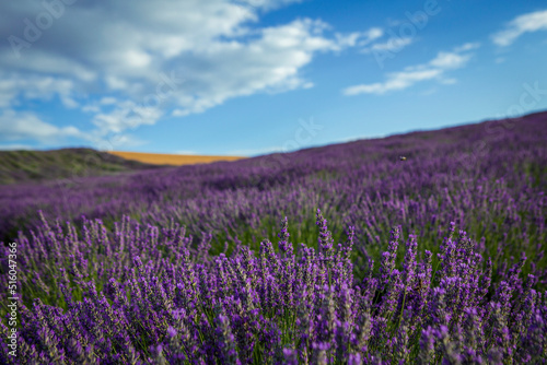 violet lavender field.Lavender flowers at sunset