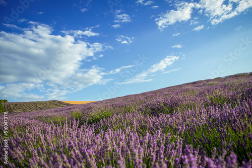 Lavender field and blue sky on a sunny day, lavender bushes in rows