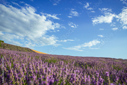 Lavender flower blooming fields in endless rows.