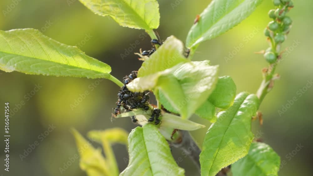Small dark ants feeding on fresh Bird cherry leaves on a spring evening in Estonia Small dark ants feeding on fresh Bird cherry leaves on a spring evening in Estonia