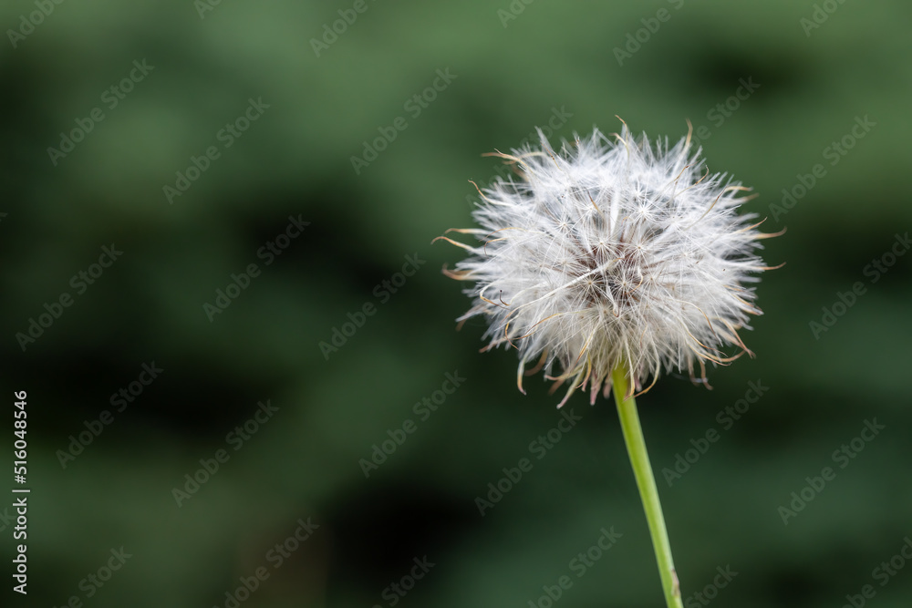Fototapeta premium Dandelion white flowers in green grass.