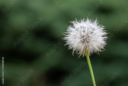 Dandelion white flowers in green grass.