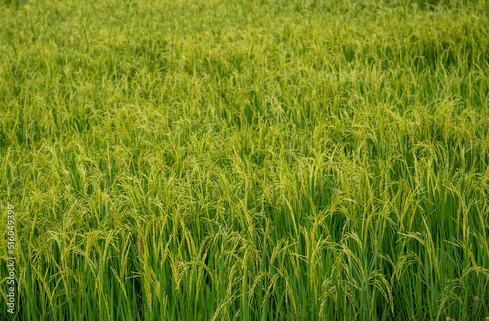 horizontal green rice field in Thailand