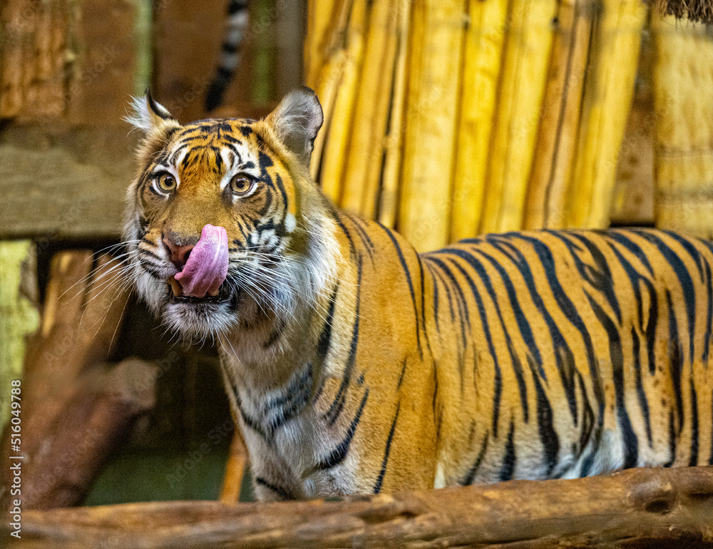 Obraz premium Sumatran tiger (Panthera tigris sumatrae), rare tiger subspecies that inhabits the Indonesian island of Sumatra