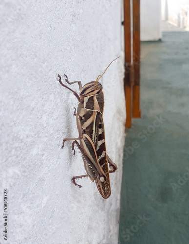 close up on a big brown grasshopper photo