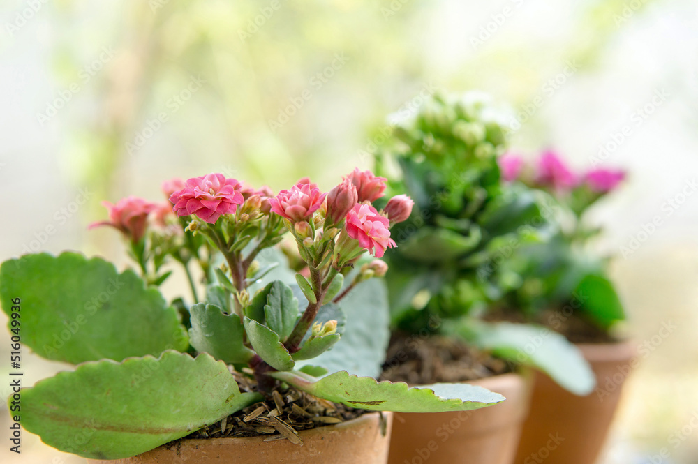 Fototapeta premium Colorful Beautiful Kalancho Flower Blooming In The Morning