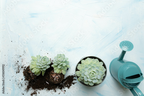 Replanting house plants into pot. Cultivation and caring for hen and chicks plants