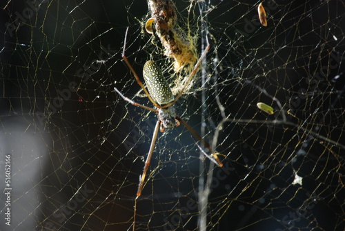 Tableau sur toile spider on the web