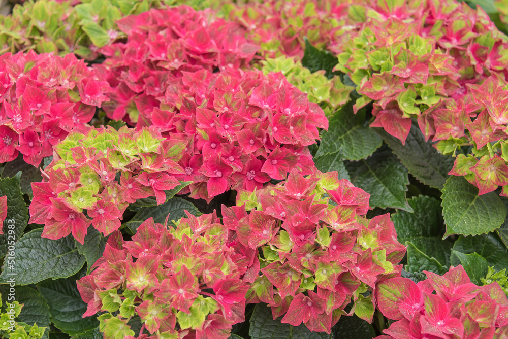 hydrangea flowers with red and green petals