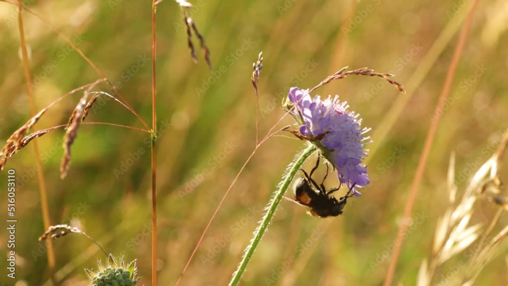 A large insect walking on a Knautia flower on a summery meadow A large insect walking on a Knautia flower on a summery meadow