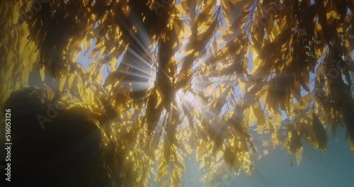 Sunburst star pattern through kelp shallow.