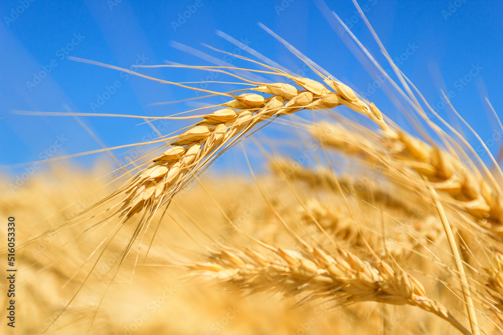 Background with wheat field and blue sky Background with wheat field and blue sky