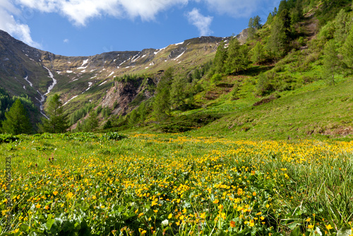 Alpenwiese mit Sumpfdotterblumen - Caltha palustris - im Fr  hsommer