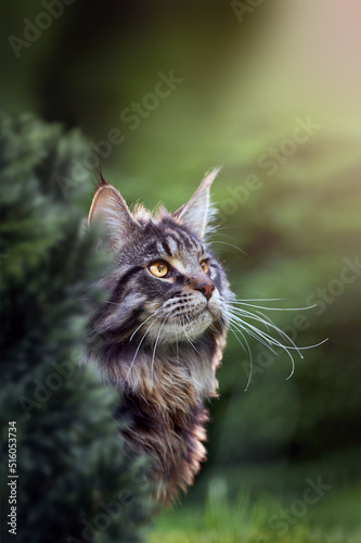 Fototapeta Naklejka Na Ścianę i Meble -  Portrait of a beautiful Maine Coon cat on a walk, close-up, side view