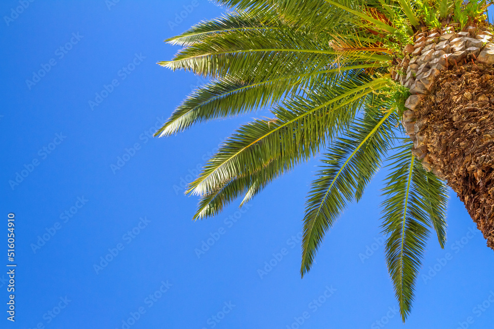 Palm tree against the background of the blue sky with copy space. Palm tree at tropical coast. Travel and vacation concept