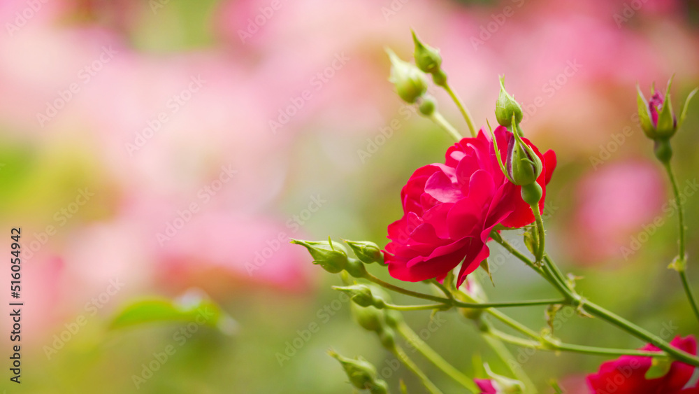Red rose flower, blooming plants in the spring garden on a sunny day, banner, closeup with space for text