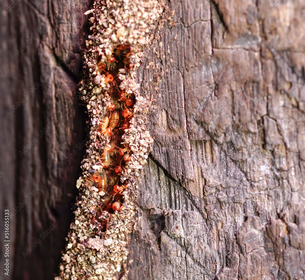 Termite Workers, Small termites, Work termites walk in the nest.Termites repairing tunnels on pillars of wooden houses. Selective focus. Termite Workers, Small termites, Work termites walk in the nest.Termites repairing tunnels on pillars of wooden houses. Selective focus.