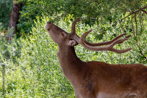 Young male deer - Deer feeds on the leaves of a tree. The young male has recently changed his antlers which still appear to be covered with hair.