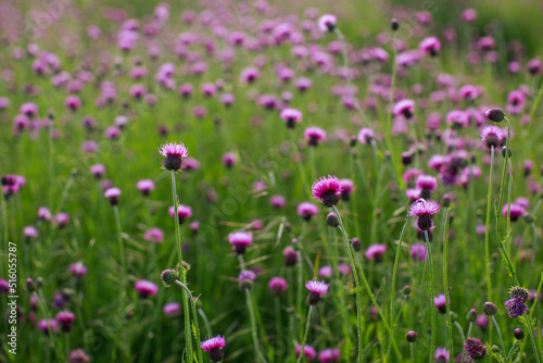 Meadow in Spring time covered by small pink flowers
