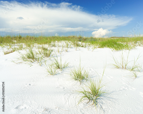 Fototapeta Naklejka Na Ścianę i Meble -  Florida Grassy Sand Dune