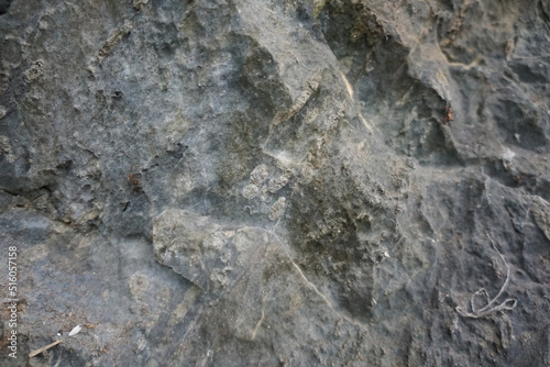 Selective focus of Fusulinid Fossils on limestone wall