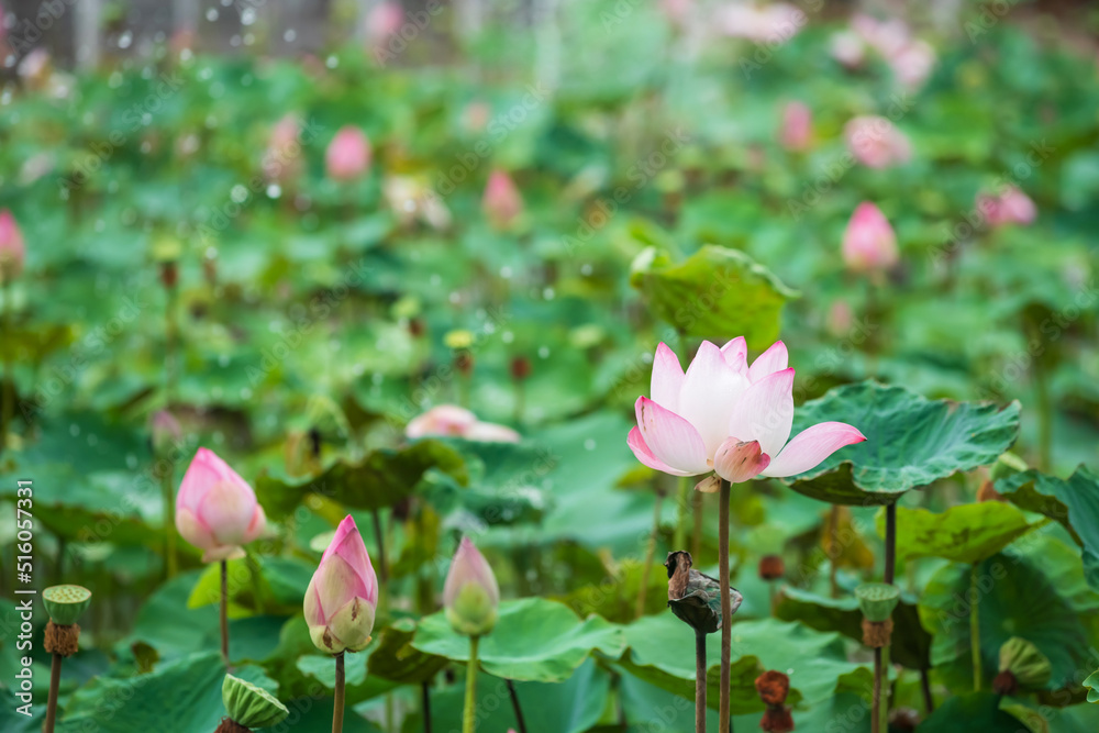 large bud of pink lotus blooms in green leaves with raindrops large bud of pink lotus blooms in green leaves with raindrops
