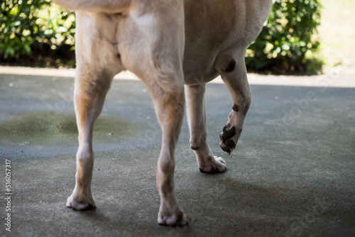 cream dog raise its injured front right leg during walking © Blanscape