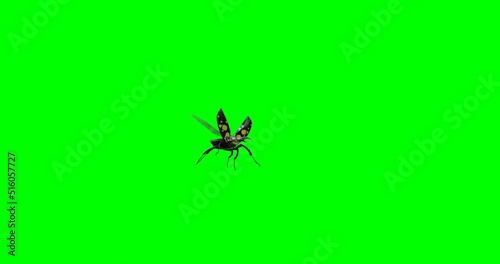 3d animation of the flight of an insect on a green background. 3d render.
