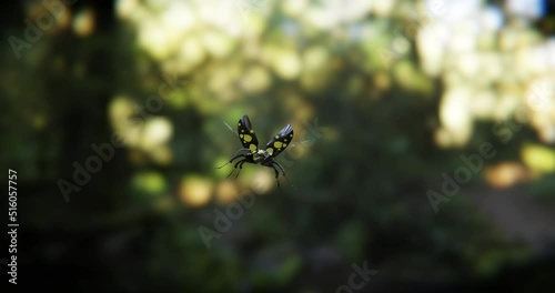 3d animation of the flight of a beetle insect. 3d render.
