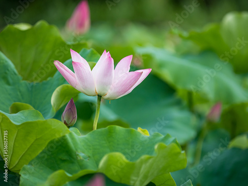 pink lotus flower blooming in pond with blurry background