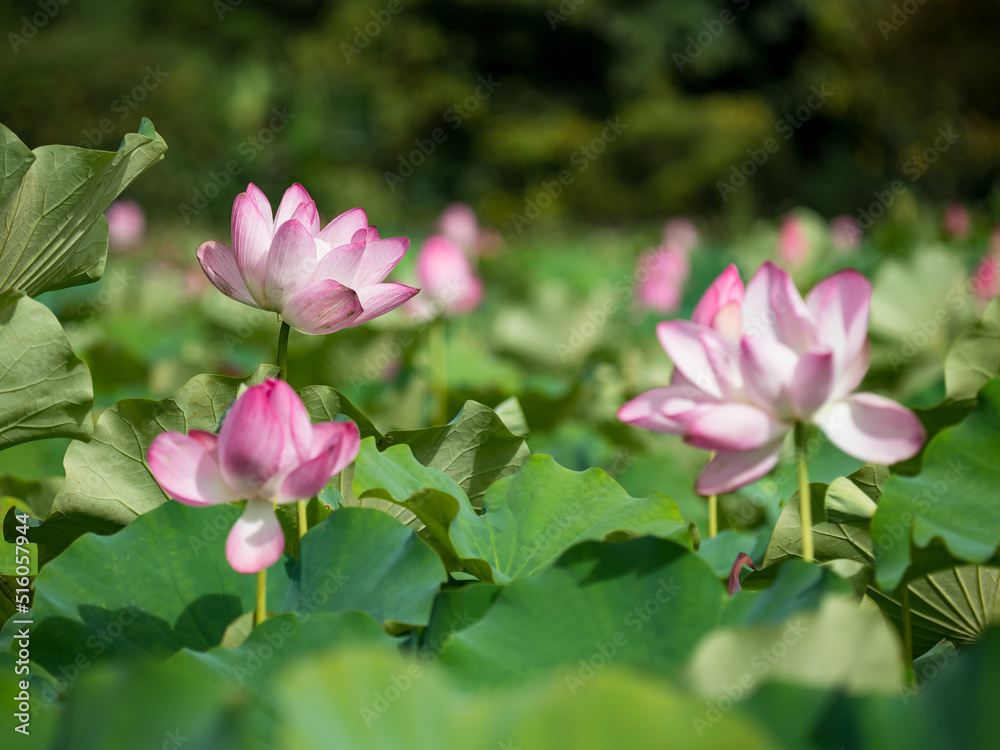 pink lotus flower blooming in pond with blurry background pink lotus flower blooming in pond with blurry background