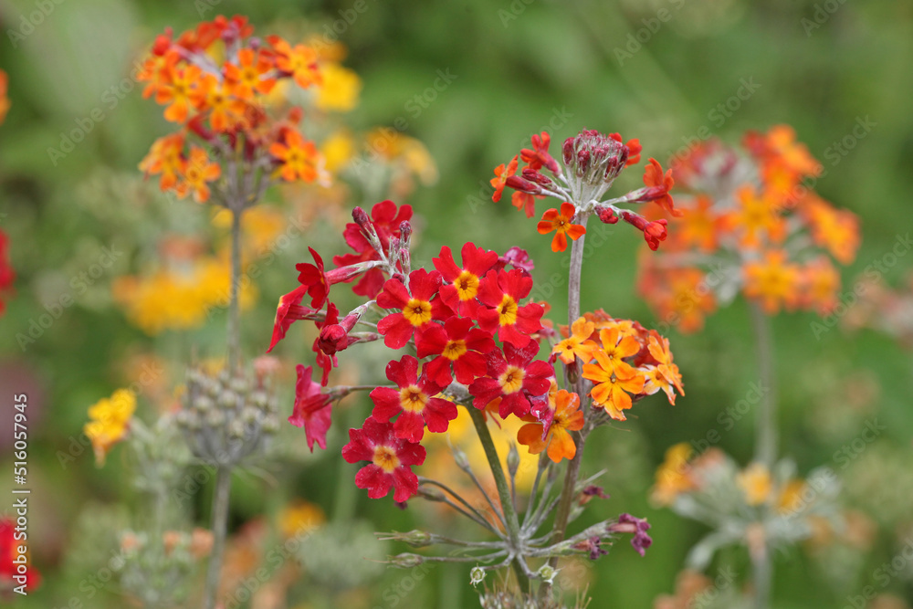 Colourful red Primrose 'Candelabra' hybrids in flower Colourful red Primrose 'Candelabra' hybrids in flower
