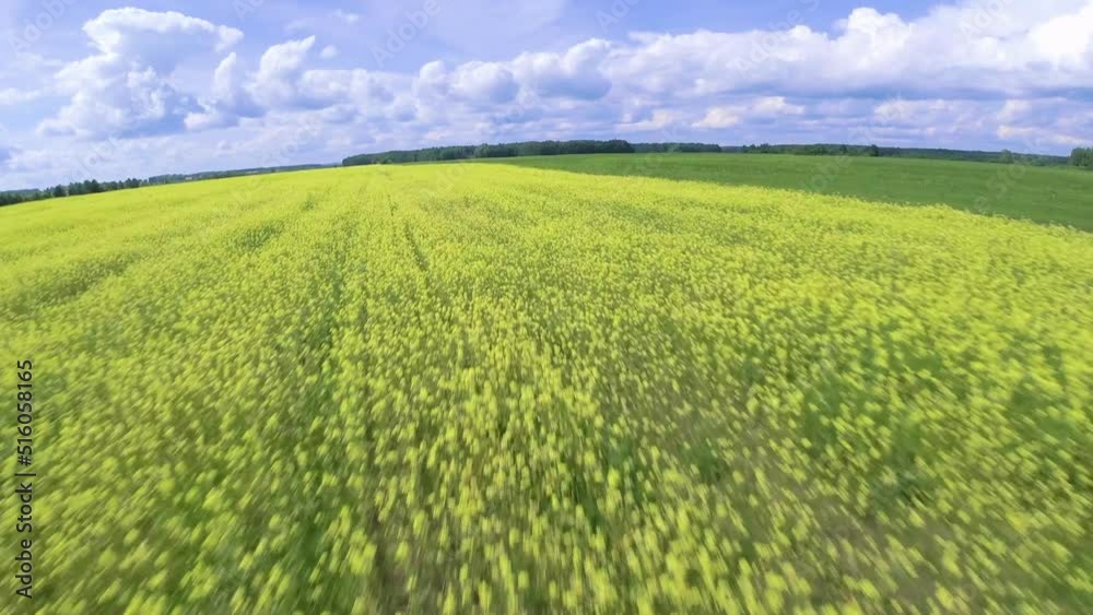 A beautiful field of flowers shot at high speed from a drone. A beautiful field of flowers shot at high speed from a drone.