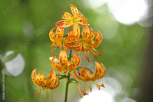 Lilium martagon 'Sunny Morning' in flower.