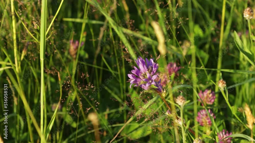 Clustered bellflower blooming on a summertime meadow in Estonia, Northern Europe Clustered bellflower blooming on a summertime meadow in Estonia, Northern Europe