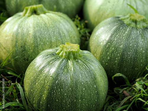 Several round green zucchini on a grass