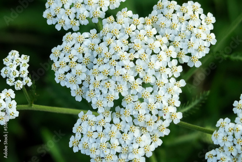 white yarrow flowers grow in a flower garden. cultivation and collection of medical plants concept photo