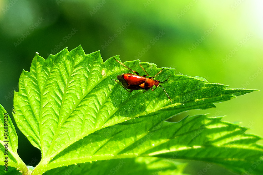 natural green background. red beetle sits on a green leaf natural green background. red beetle sits on a green leaf