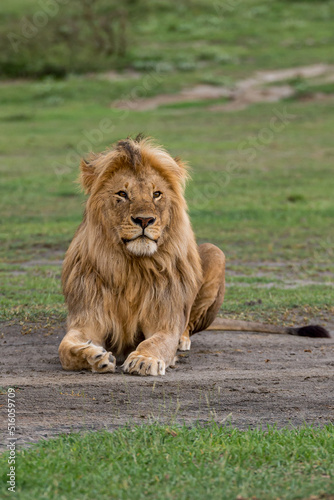 Fototapeta Naklejka Na Ścianę i Meble -  Portrait of a young lion 