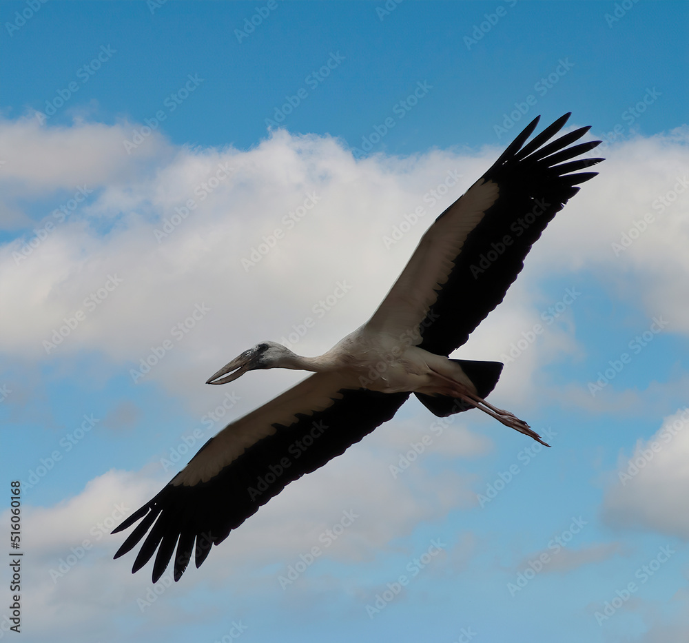 Black and white heron flying
