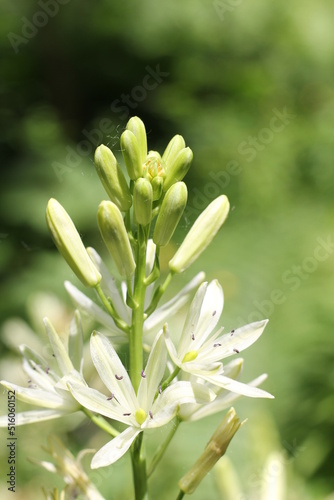 close up of a flower