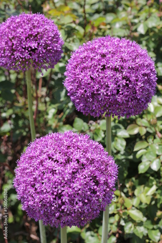 purple flowers