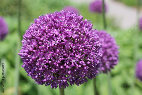 close up of lavender