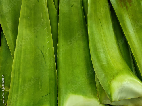 Photo of lidah buaya or aloe vera, ingredient for making fresh drinks.  photo