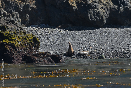 Lone California sealion bellowing at sea lion rookery Anacapa Island. photo