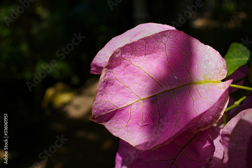 Bright Bougainvillea × buttiana flower photo