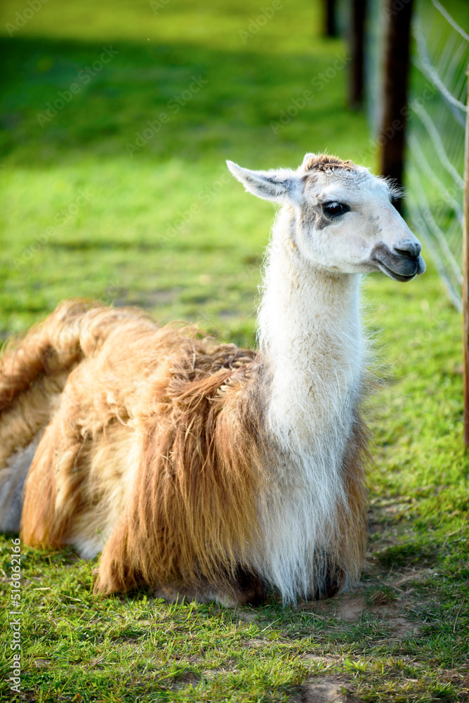 Obraz premium A female llama with a cub on a background of green grass, summer and a sunny day in Ireland